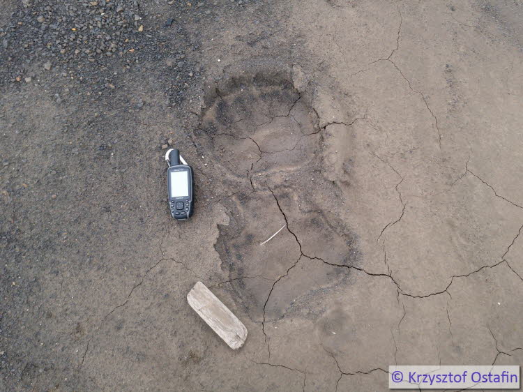 Footprint of a polar bear