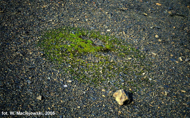 Moss patches
