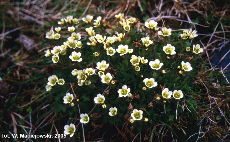 Saxifraga caespitosa